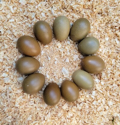 second generation olive eggs.jpeg