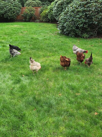 back yard chickens 10.19.jpg