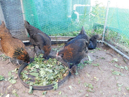 DSCN0635.JPG