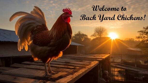 Welcoming Rooster.jpg