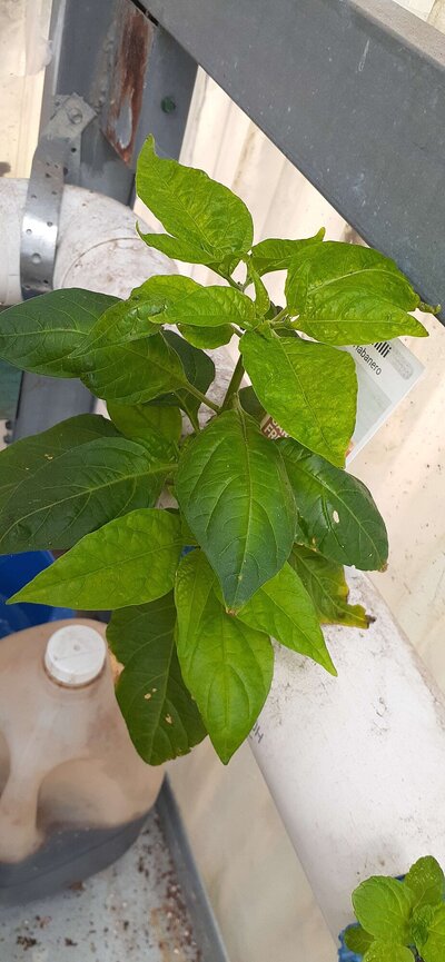 Habanero b.jpg