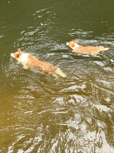 Maggie and Josie swim (2022_08_12 15_42_11 UTC).jpg