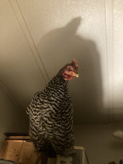 IMG_3688.jpeg