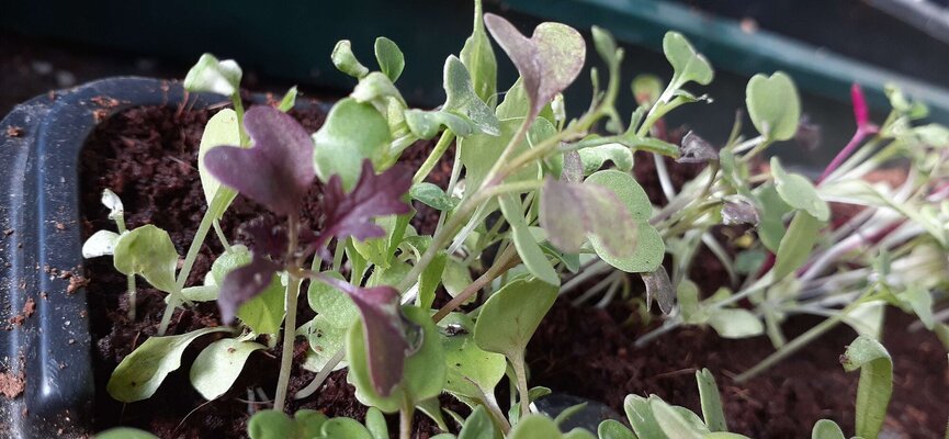 Mesclun Mix B.jpg