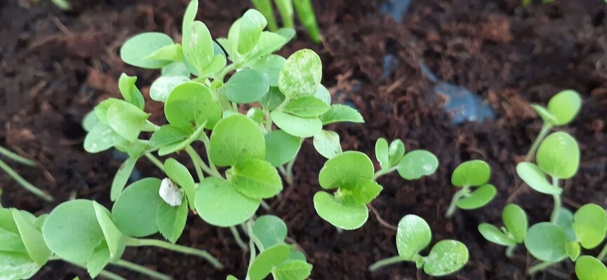 Egypt Spinach.jpg