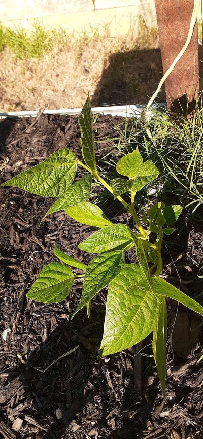 Dwarf Yellow Beans.jpg