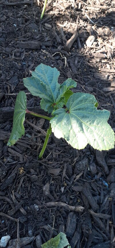Okra.jpg