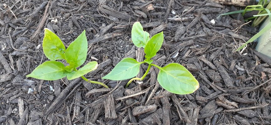 Some chilli seedlings.jpg