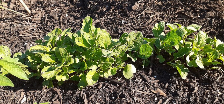 Scarlet Radish oversow.jpg