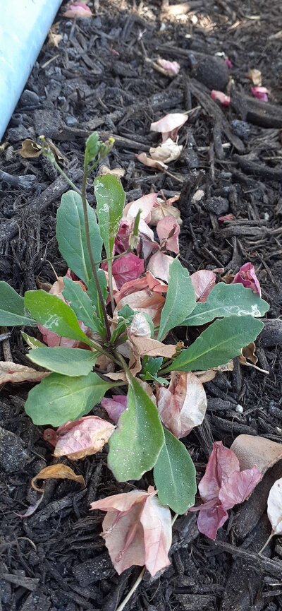 seed spinach.jpg