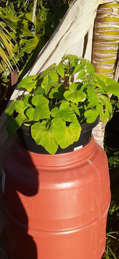 Palm tree kratky B.jpg