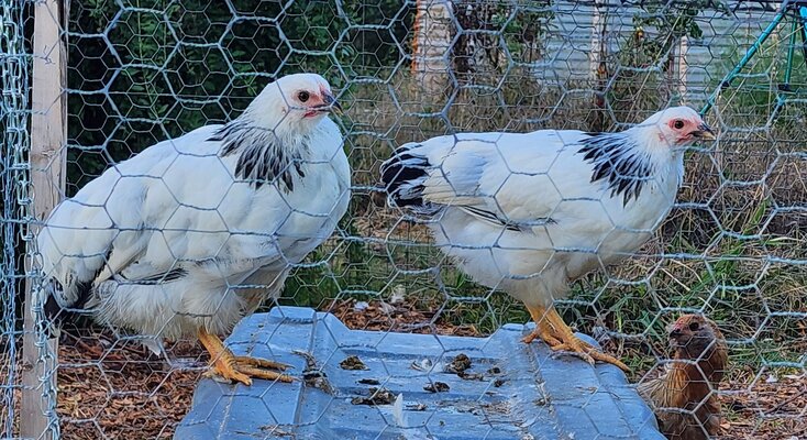 Pullets2.jpg