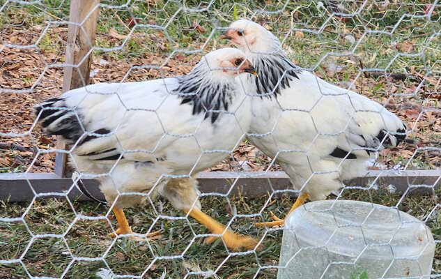 Pullets3.jpg