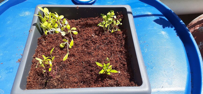 Plantedbluekratky.jpg