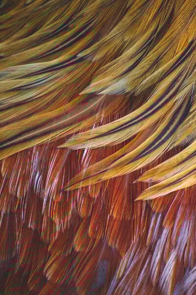 2022_feather_3.jpg