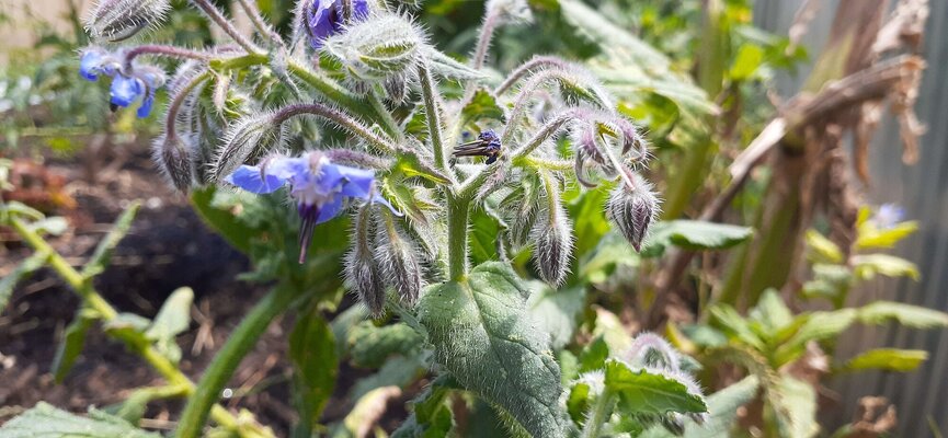 Blue borage.jpg