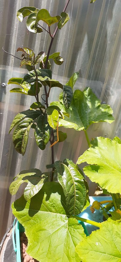 passionkratky b.jpg