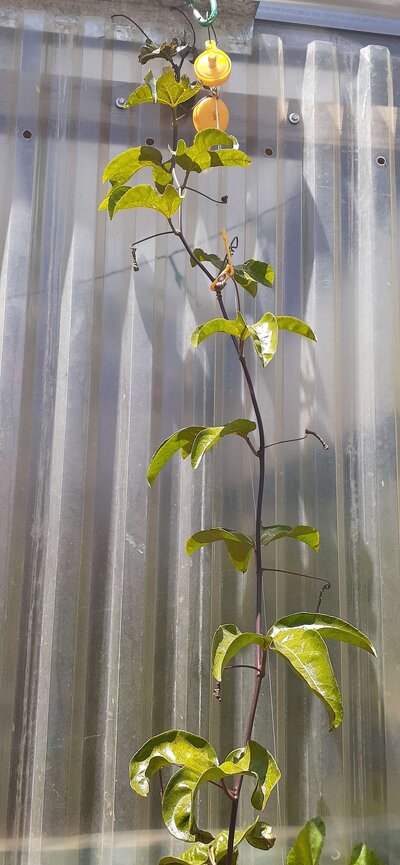 passionkratky.jpg