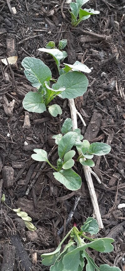 Thin scarlet radish.jpg