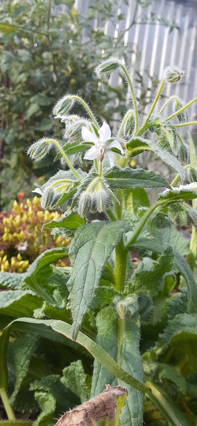 White Borage.jpg