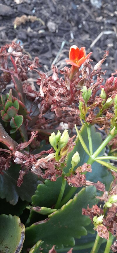 Kalanchoe.jpg