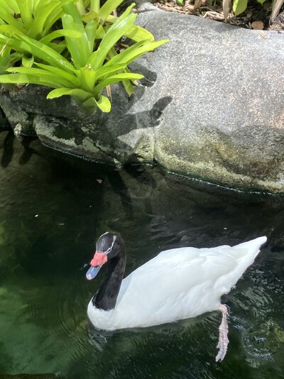 IMG_3661.jpeg