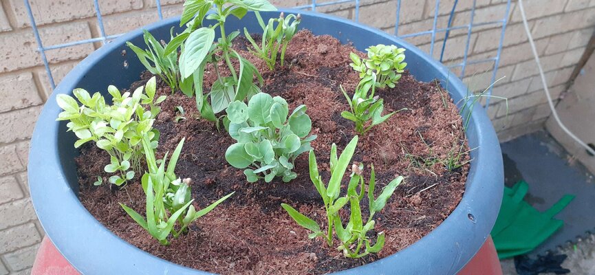 Leafy green kratky.jpg