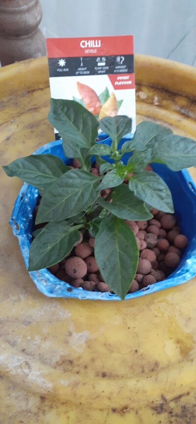 Chilli Sevill.jpg