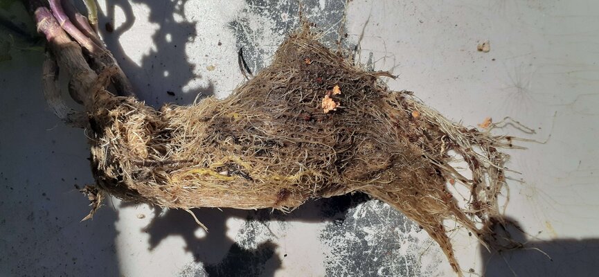 kale root mass.jpg