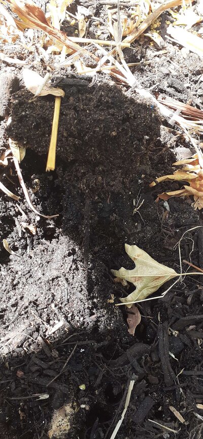 oriental plane tree soil.jpg