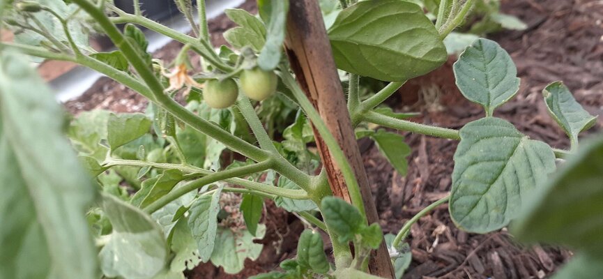 cherry variety fruiting a.jpg