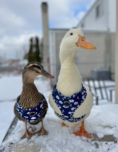 2022_winter_waterfowl_2.jpg