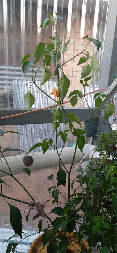 serrano chilli.jpg