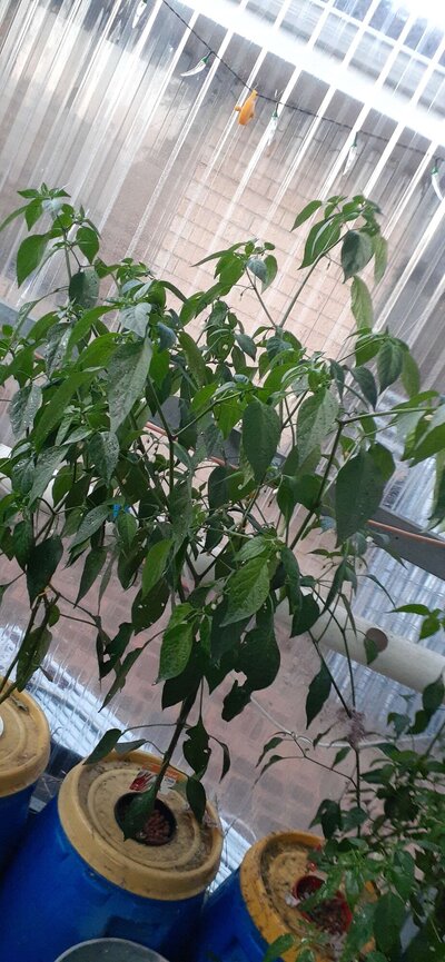 Caysan chilli b.jpg