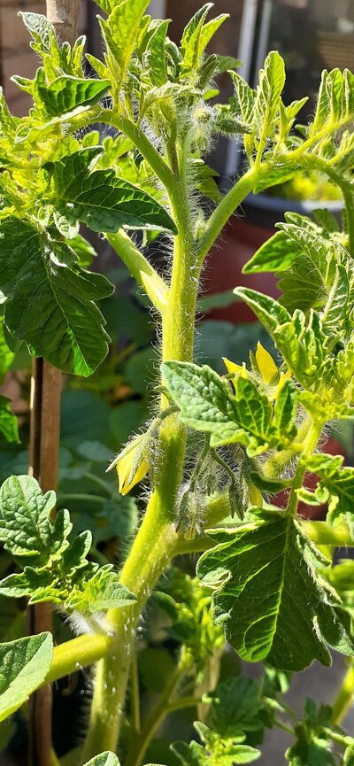 Bigkratkytomatoflower.jpg