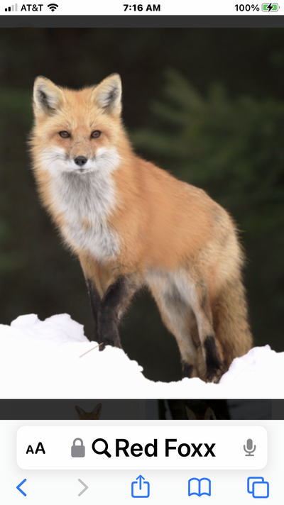 IMG_3729.png