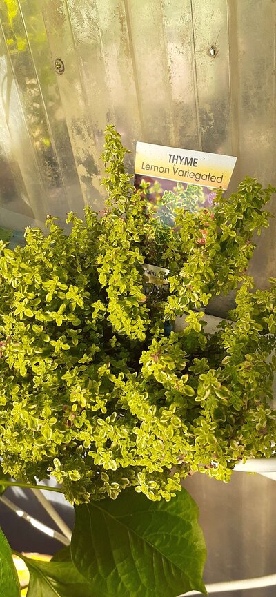 Lemon Thyme love it.jpg