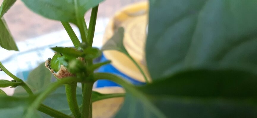 thai round chilli.jpg
