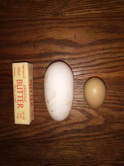 Giant Chicken Egg Weighs 8 oz, is 4 and 1 half inches long by 2 inches wide.jpg