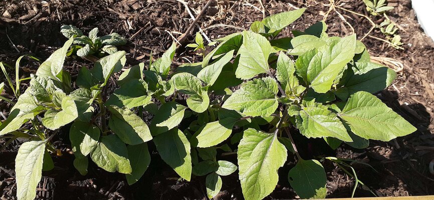Sunflowers  moving along.jpg
