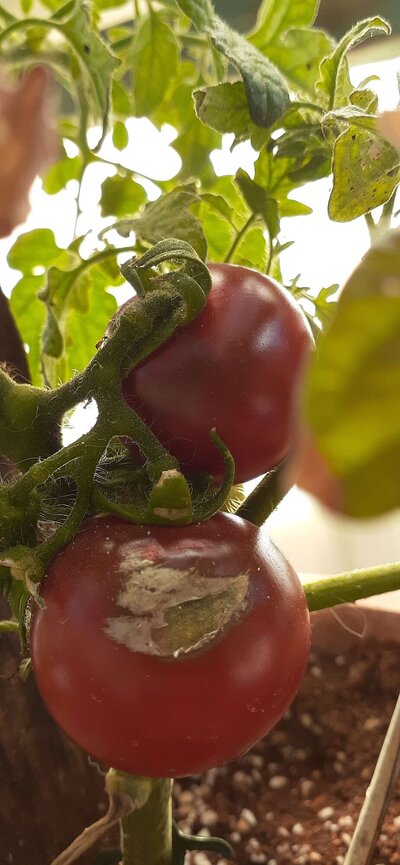 Ebony Truss D.jpg