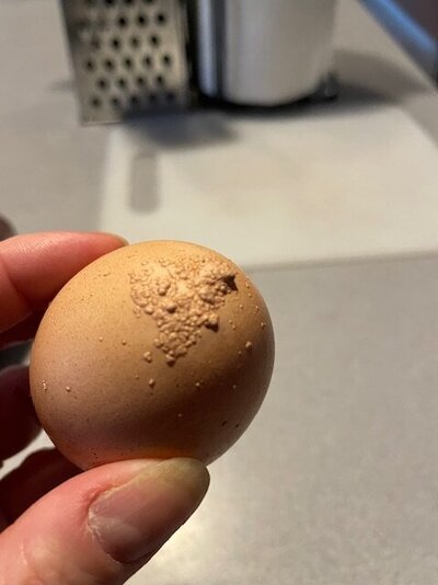 Egg.jpg