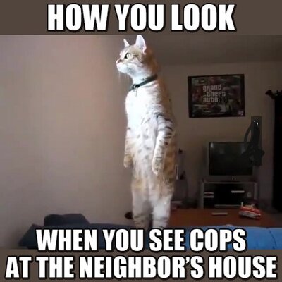 cat 2.jpg