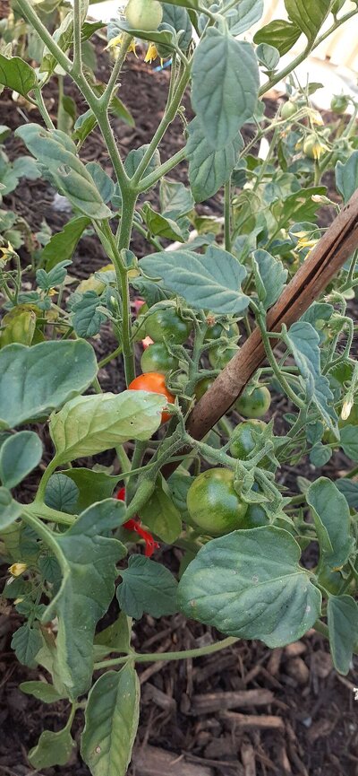 somecherrytomatoquickshooter.jpg