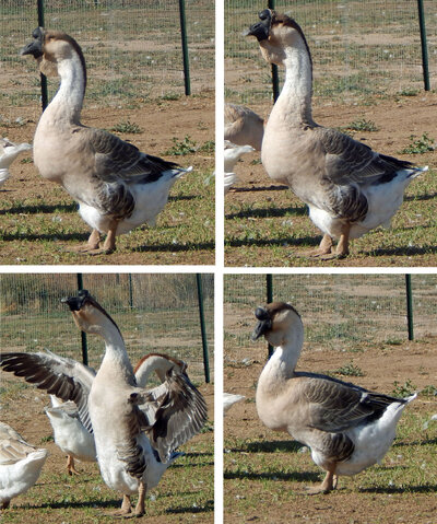 African Dewlap Gander Super African 2 Years old.jpg