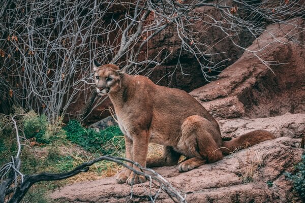 Mountain Lion as a Chicken Predator