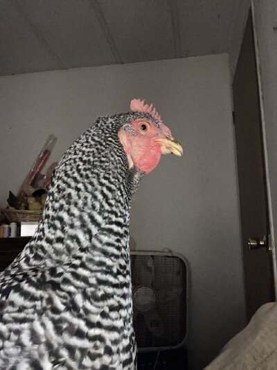 image.jpg
