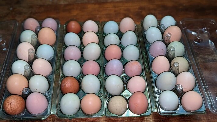 lots of eggs!.jpg