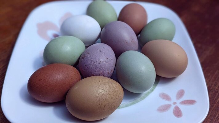 colorful eggs.jpg