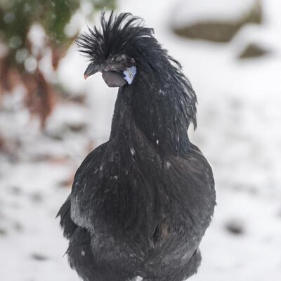 A black silkie with no feathers on its neck with snow in the background (1).jpg